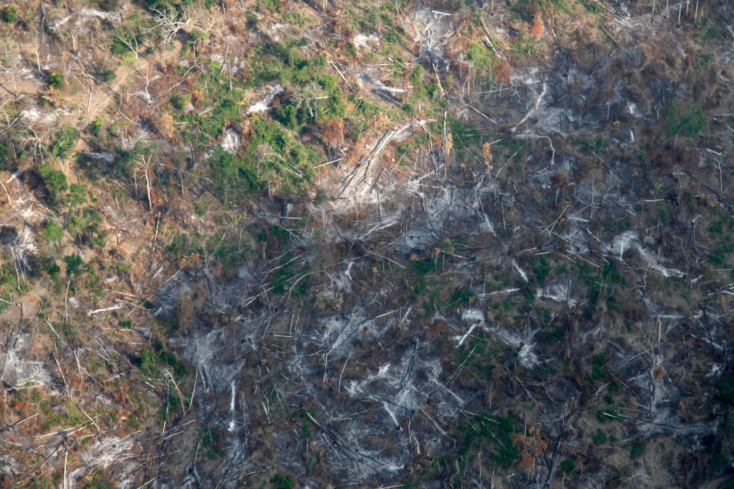 How AI, satellites and drones could help plant a trillion trees