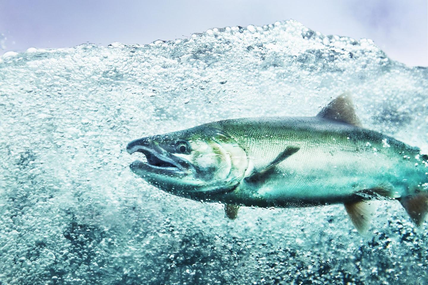 An Imperfect expansion into ‘sustainable’ seafood