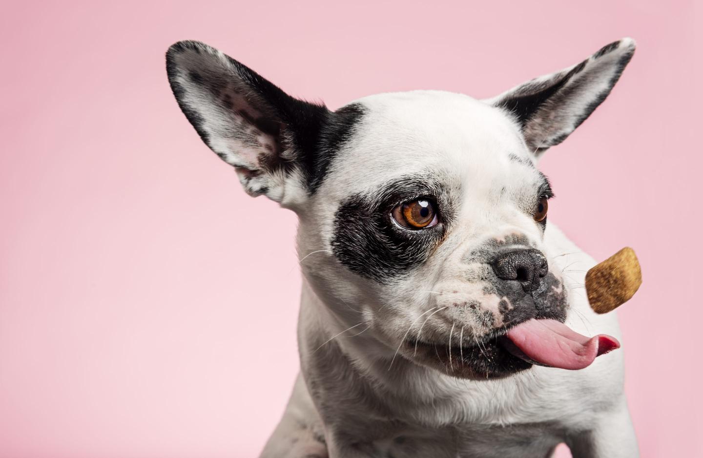 Dog catching a biscuit.
