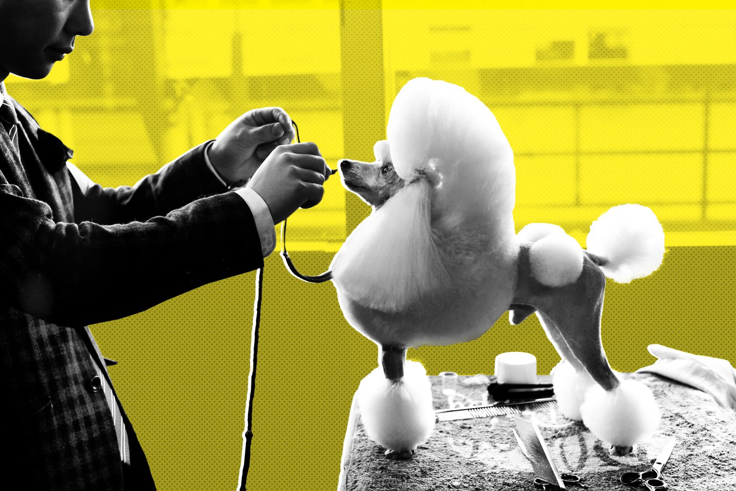 A Toy Poodle is seen in the Benching Area during Day One of competition at the Westminster Kennel Club 141st Annual Dog Show in New York on February 13, 2017. / AFP PHOTO / TIMOTHY A. CLARY        (Photo credit should read TIMOTHY A. CLARY/AFP via Getty Images)
GettyImages-635112382