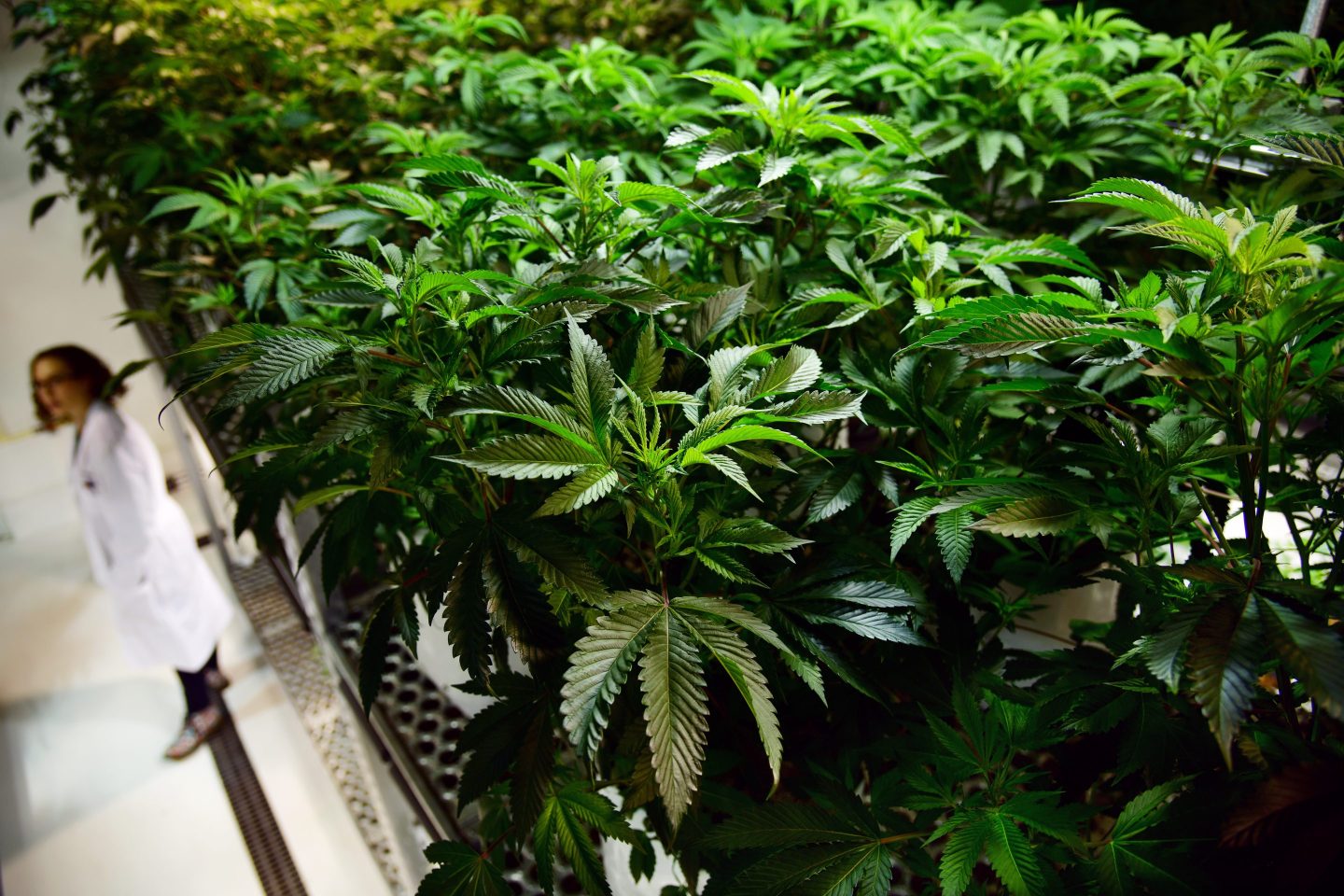 Cannabis Major-Colorado State University