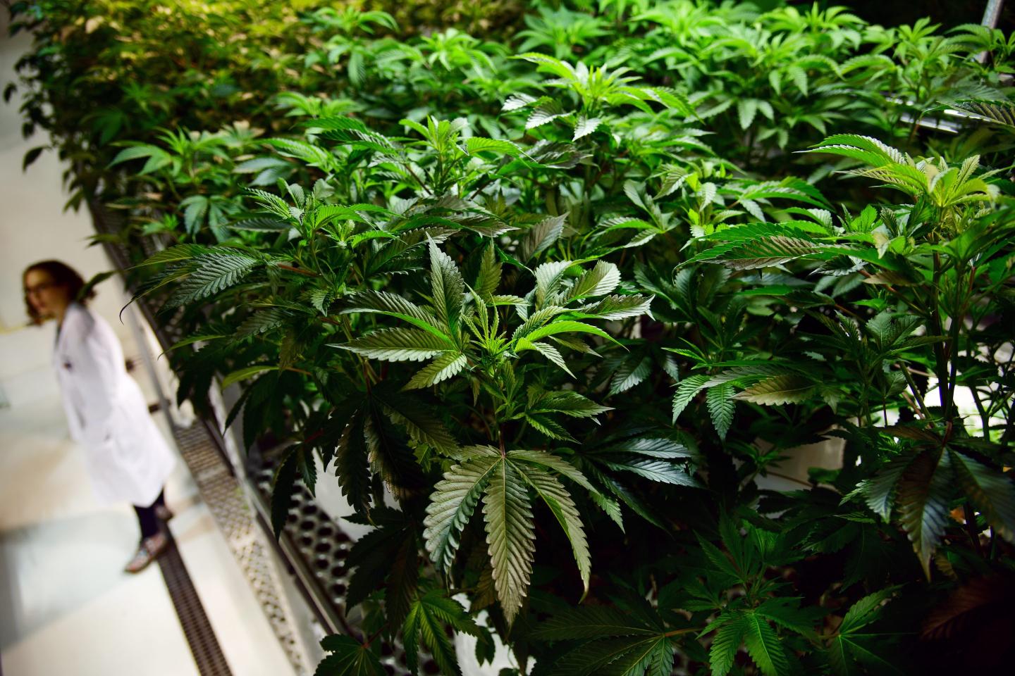 Cannabis Major-Colorado State University