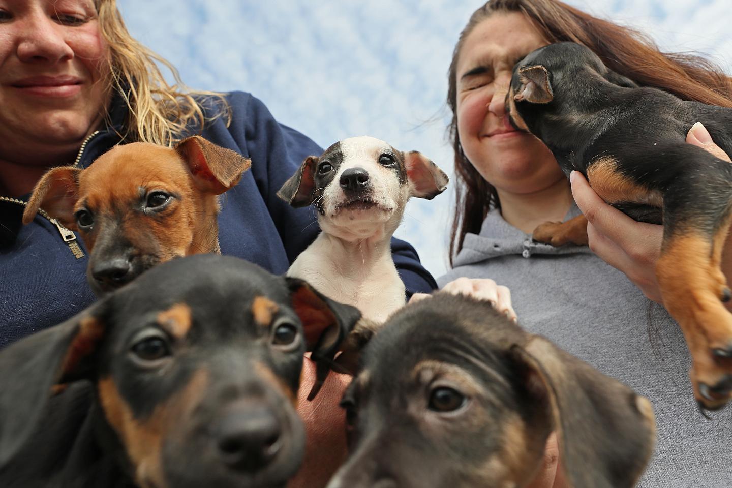 Coors Dog Adoption Fees