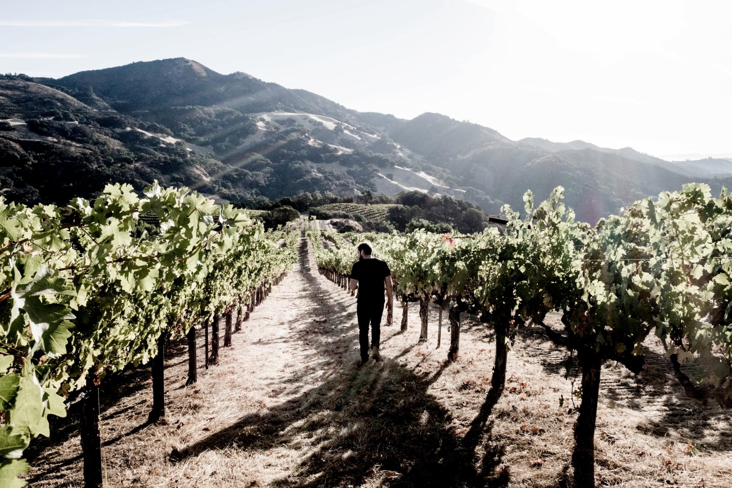Winemaker Thomas Comme in the steep vineyard of Pym-Rae.