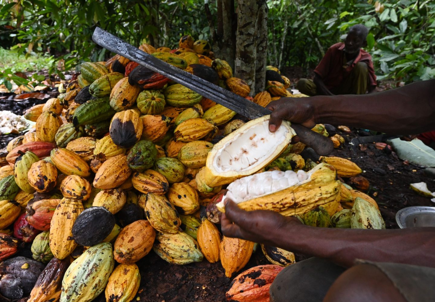 A cocoa farmer breaks cocoa pods in Ivory Coast.