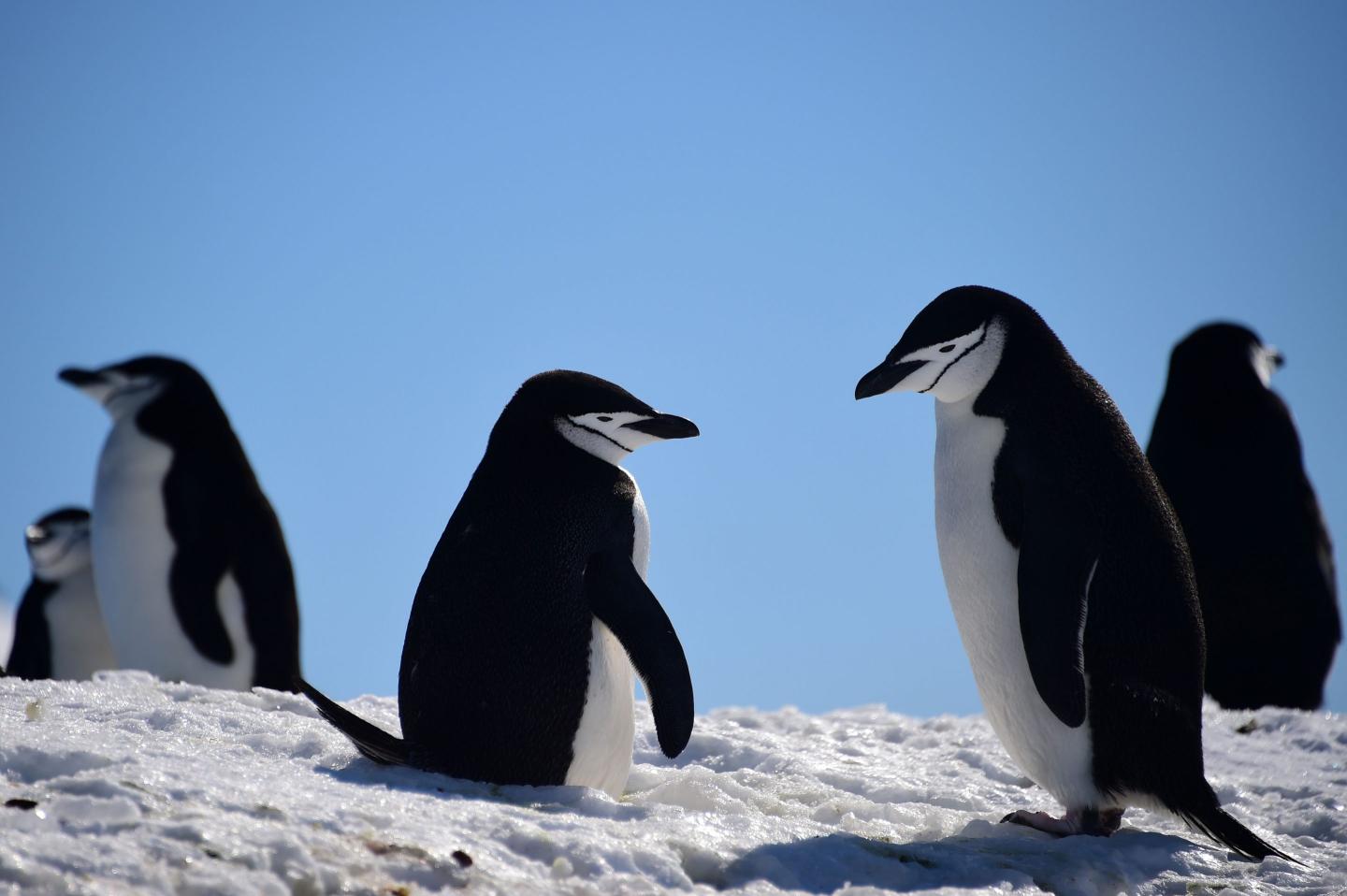 Antarctica’s summer has never been this hot before