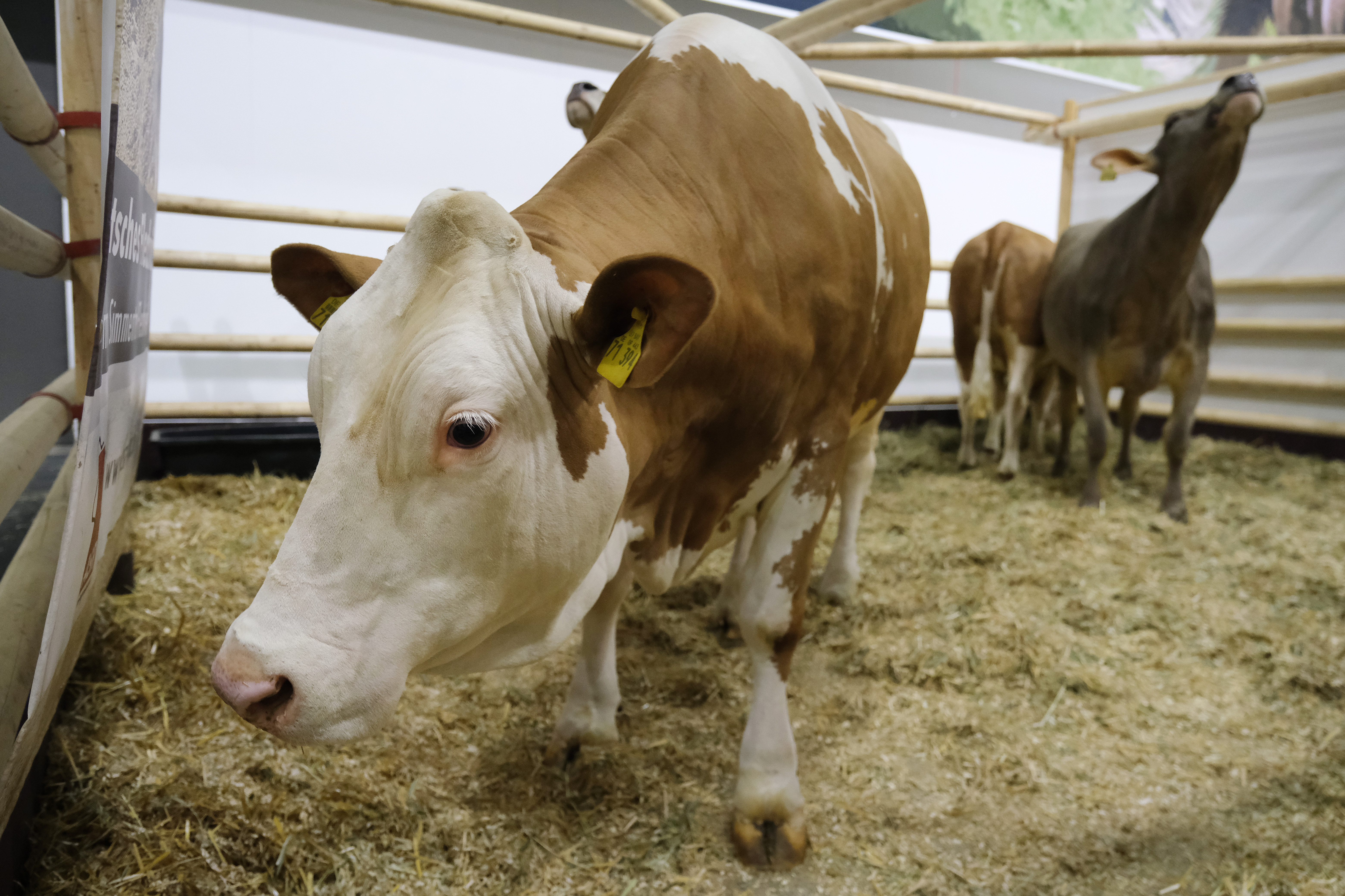 Cows stand in a pen at the Green Week agricultural trade fair on January 17, 2020 in Berlin, Germany. A controversial new proposal to tax beef, poultry and pork is gaining ground in the EU.  Wire photography: Sean Gallup—Getty Images