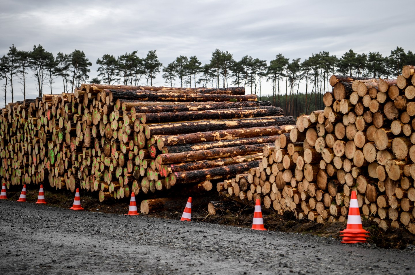 16 February 2020, Brandenburg, Grünheide: Cleared trees lie stacked on the entrance to the site for the planned Tesla factory. The Higher Administrative Court (OVG) of Berlin-Brandenburg has temporarily halted the ongoing clearing work on the site for the planned Tesla factory in Grünheide. It thus corresponded to an application of the Green League Brandenburg. Photo: Britta Pedersen/dpa-Zentralbild/dpa (Photo by Britta Pedersen/picture alliance via Getty Images)