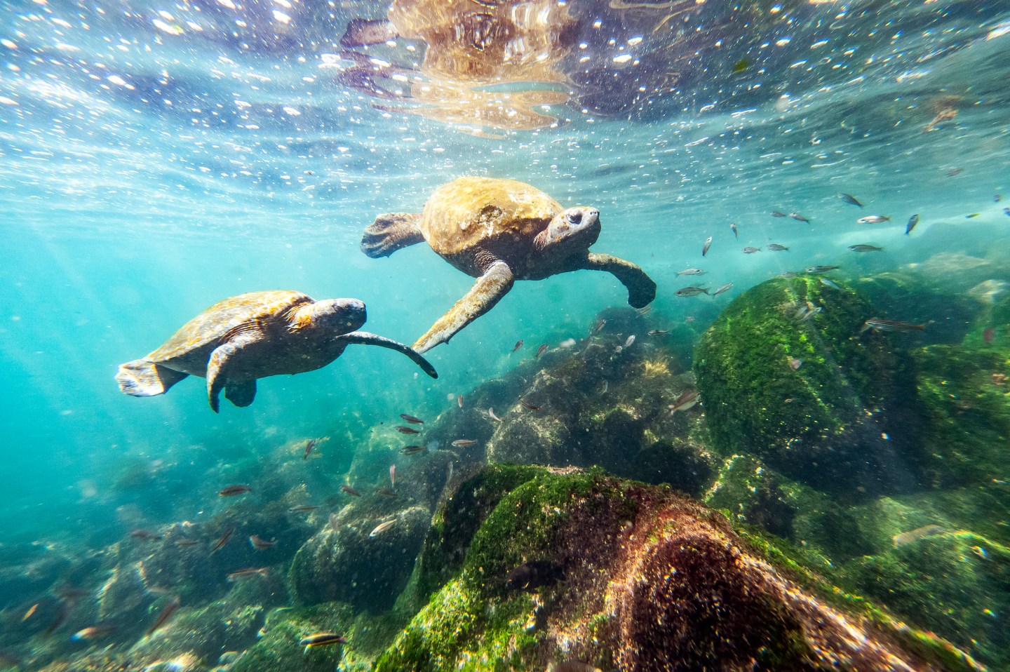 A pair of sea turtles swim by during a snorkeling excursion.