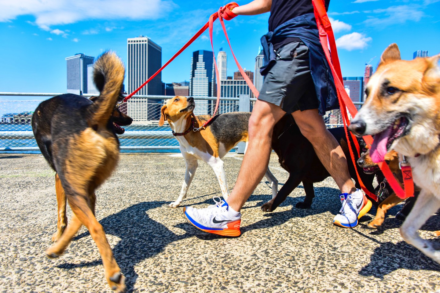 CRE.04.20.Dog Walking