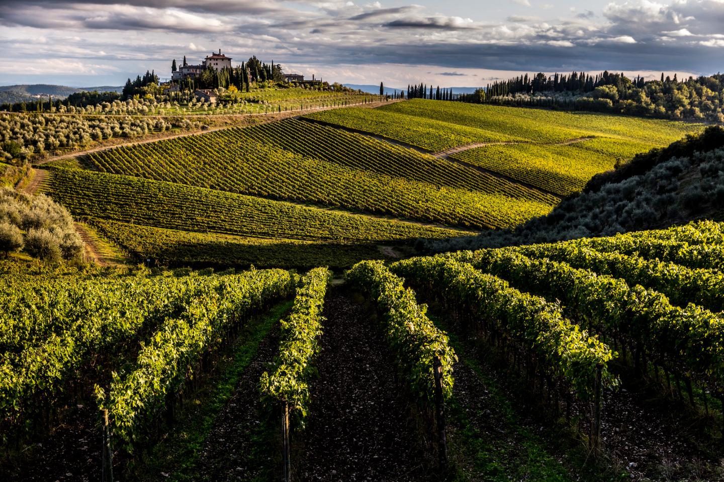 The global wine industry faces an unknown future in the wake of COVID-19