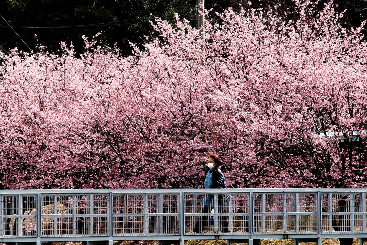 A woman wearing a face mask, following an outbreak of the coronavirus, is seen under a cherry blossom, called 'Kanzakura' in Tokyo, Japan, March 4, 2020. (Photo by Hitoshi Yamada/NurPhoto via Getty Images)