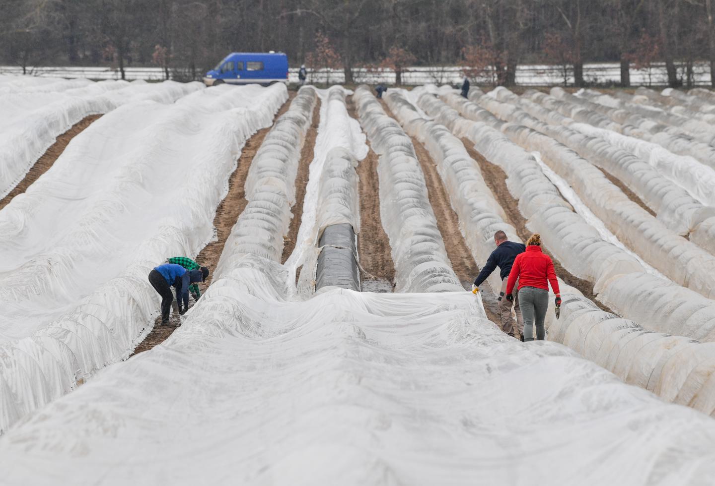 Foreign workers lay foil over rows of asparagus in an asparagus farm in Brandenburg, Beelitz, Germany on March 17, 2020.