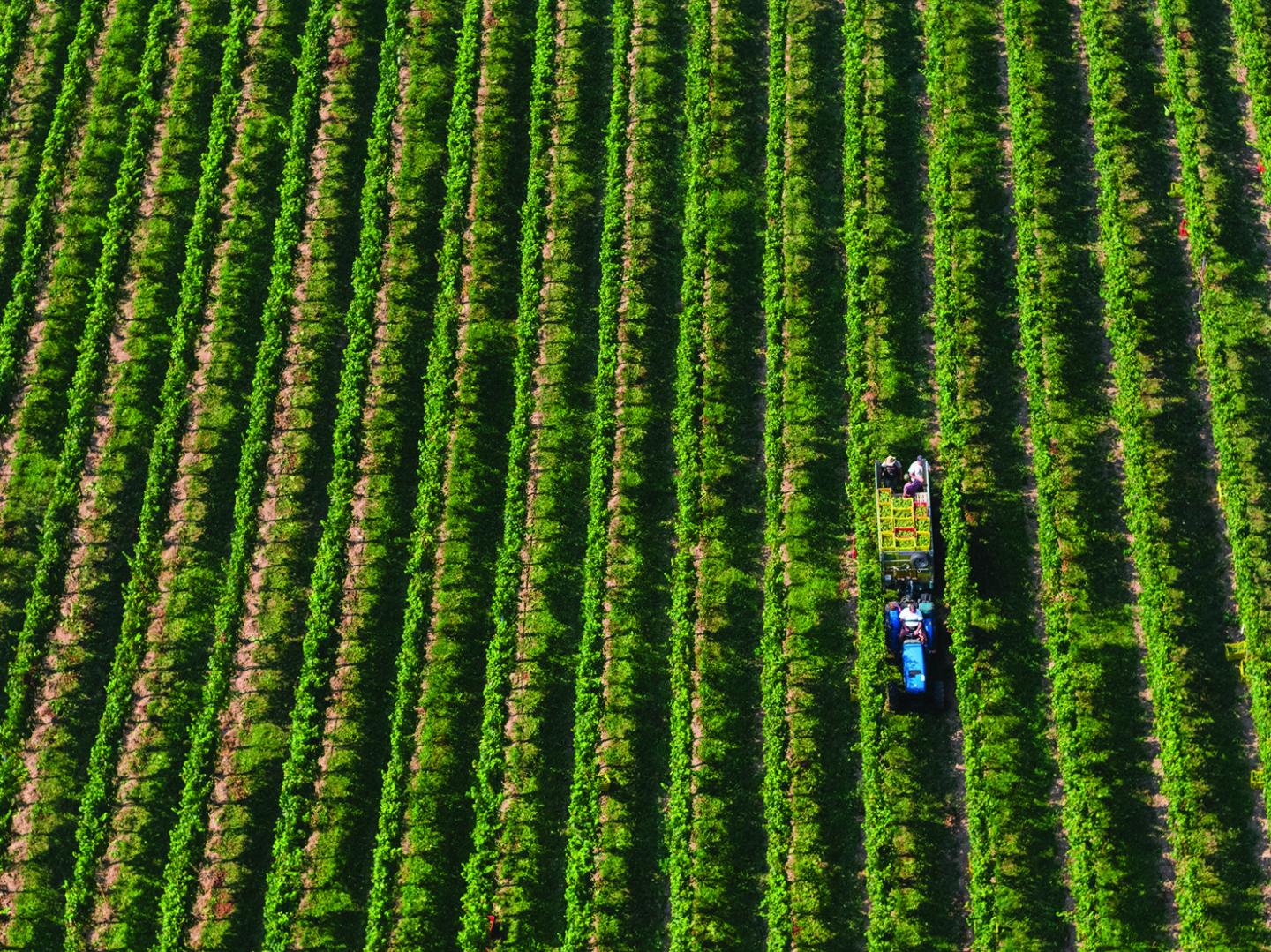 Italian winemakers grapple with the coronavirus lockdown