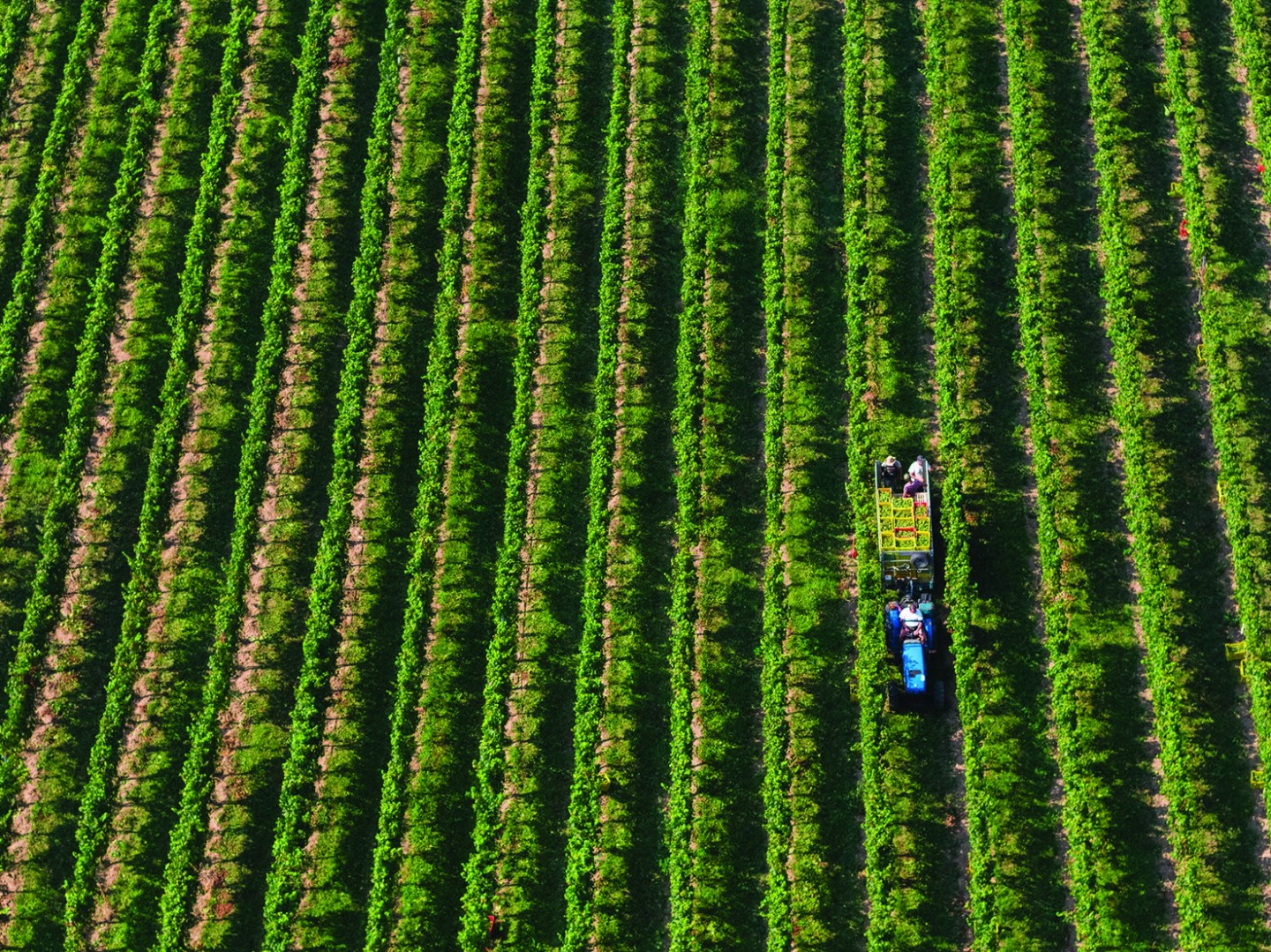 Italian winemakers grapple with the coronavirus lockdown