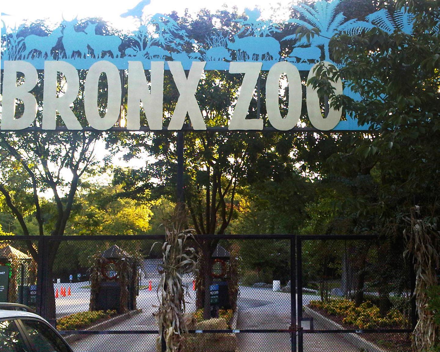 A tiger at the Bronx Zoo has tested positive for the new coronavirus. It's believed to be the first infection in an animal in the U.S. and the first known in a tiger anywhere.