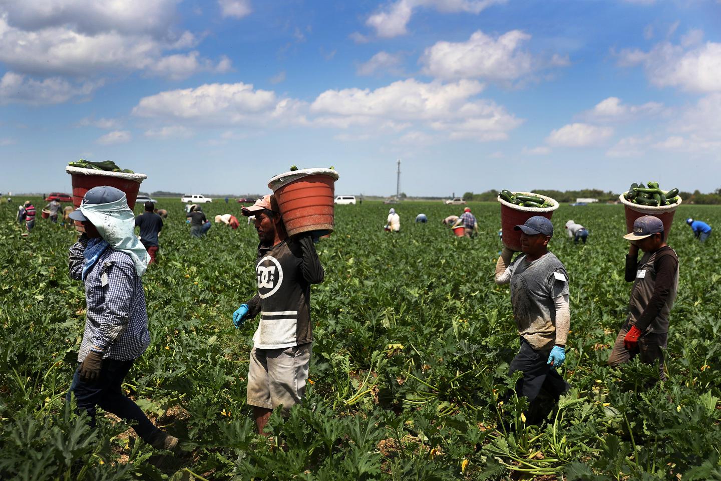 Farm Zucchini Harvest Florida-Essential Workers