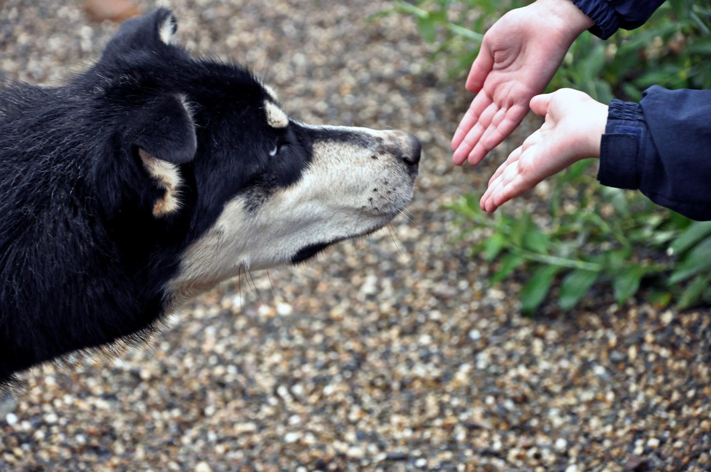 Dogs may be able to sniff out coronavirus superspreaders