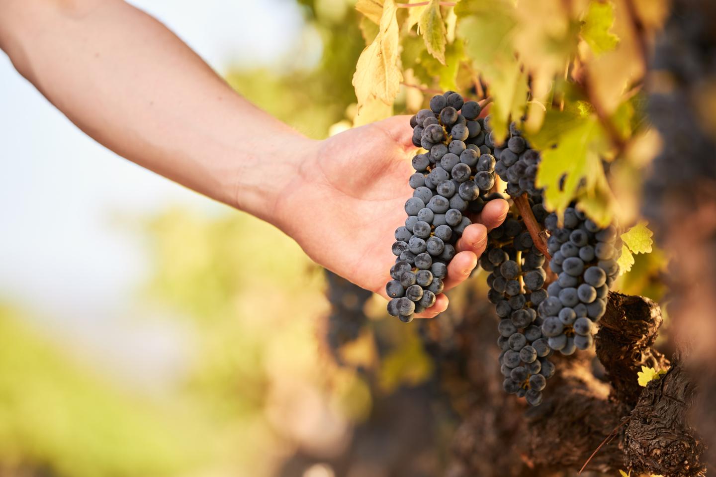 6 great wines to sip on this spring