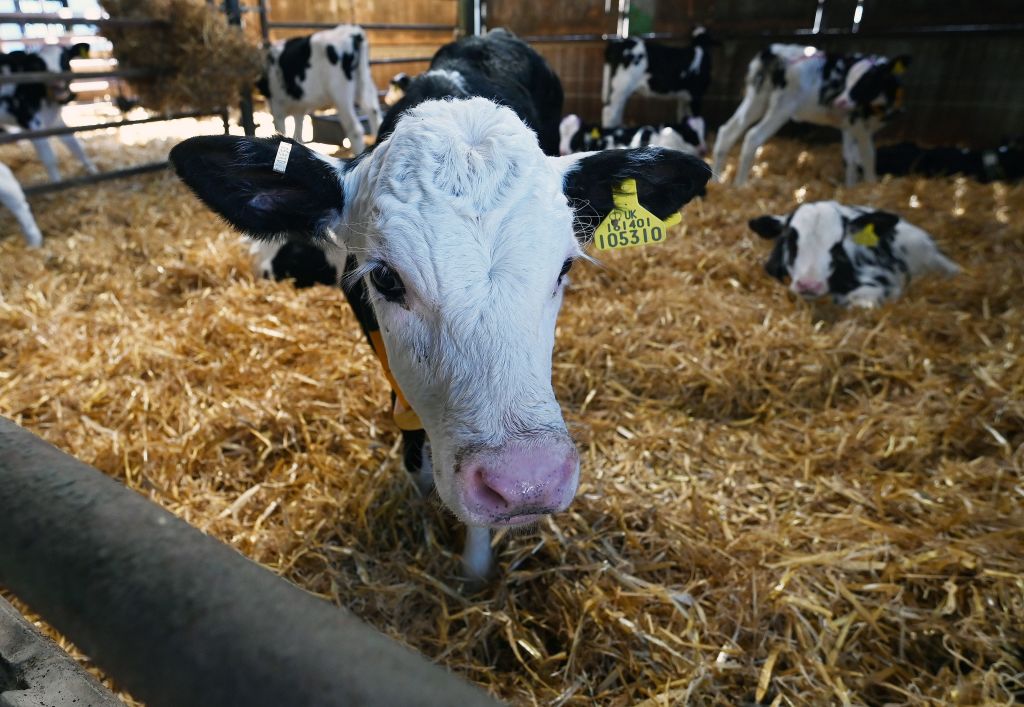 BRITAIN-HEALTH-VIRUS-AGRICULTURE-DAIRY FARMING