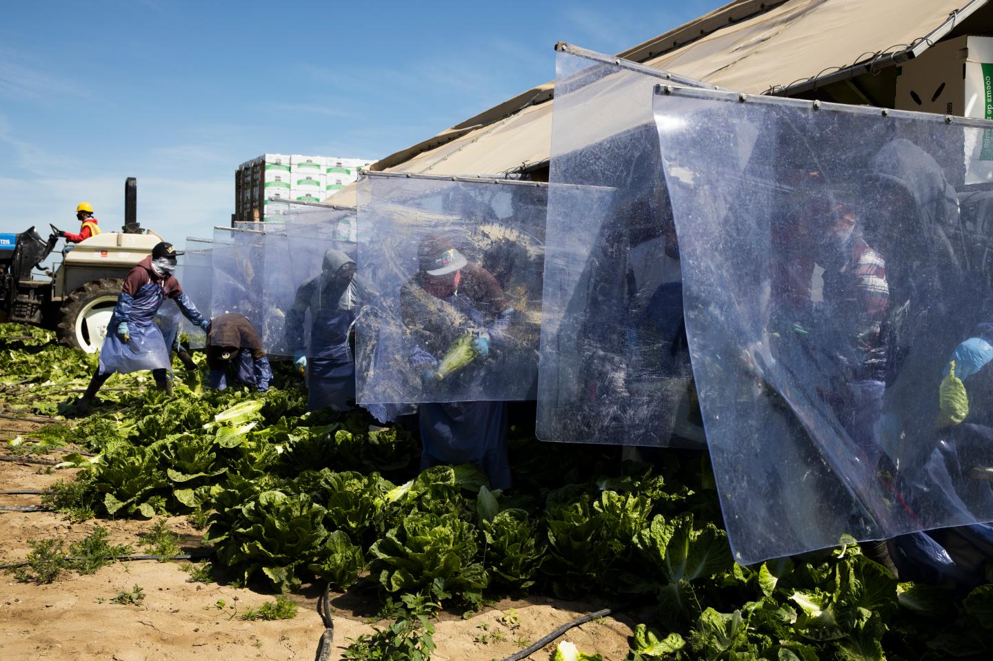 Every single worker at this U.S. farm has tested positive for coronavirus