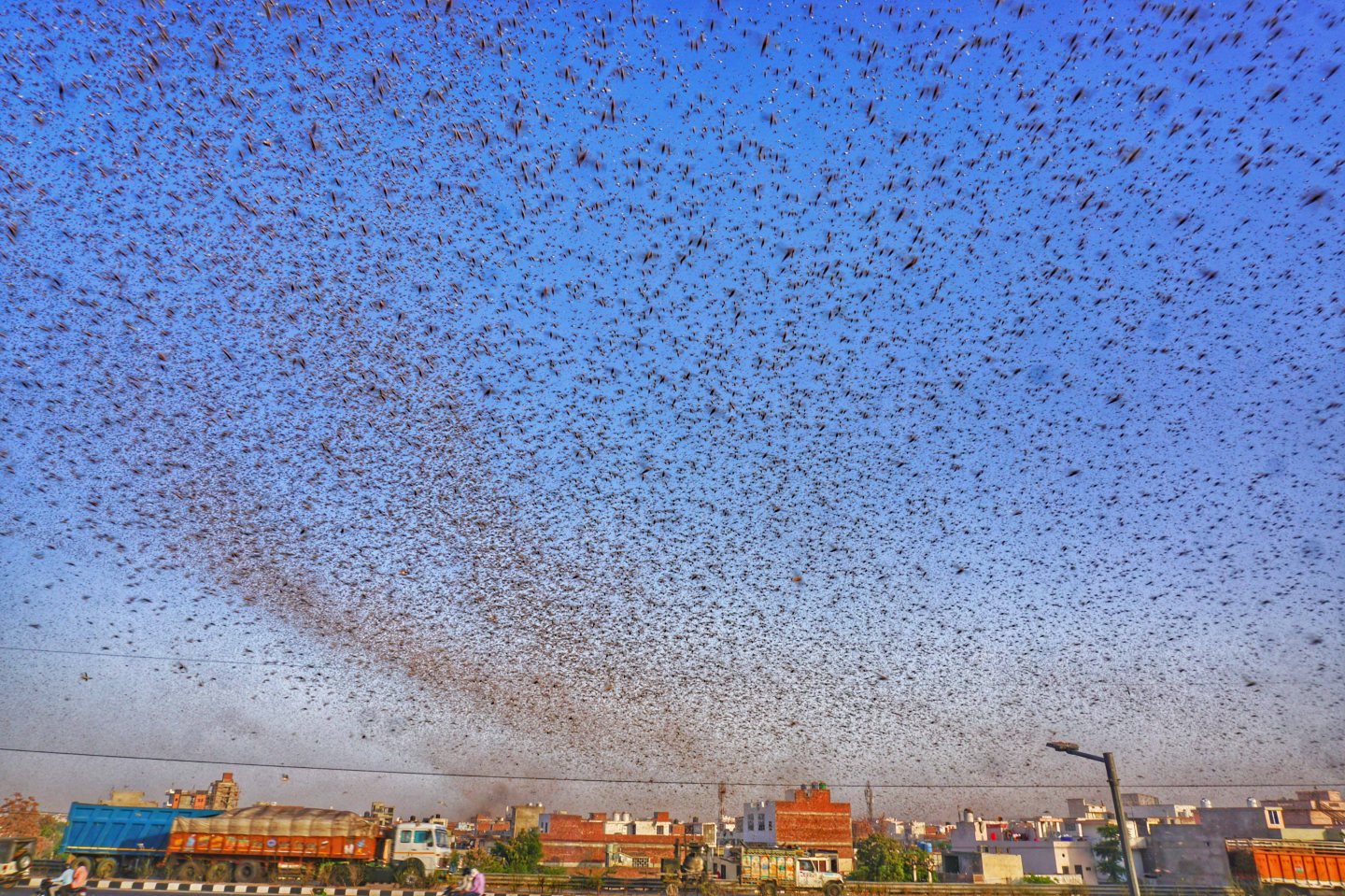 Swarms of locust attack in the residential areas of Jaipur, Rajasthan, Monday, May 25, 2020. More than half of Rajasthans 33 districts are affected by invasion by these crop-eating insects. Wire photography: Vishal Bhatnagar—NurPhoto via Getty Images