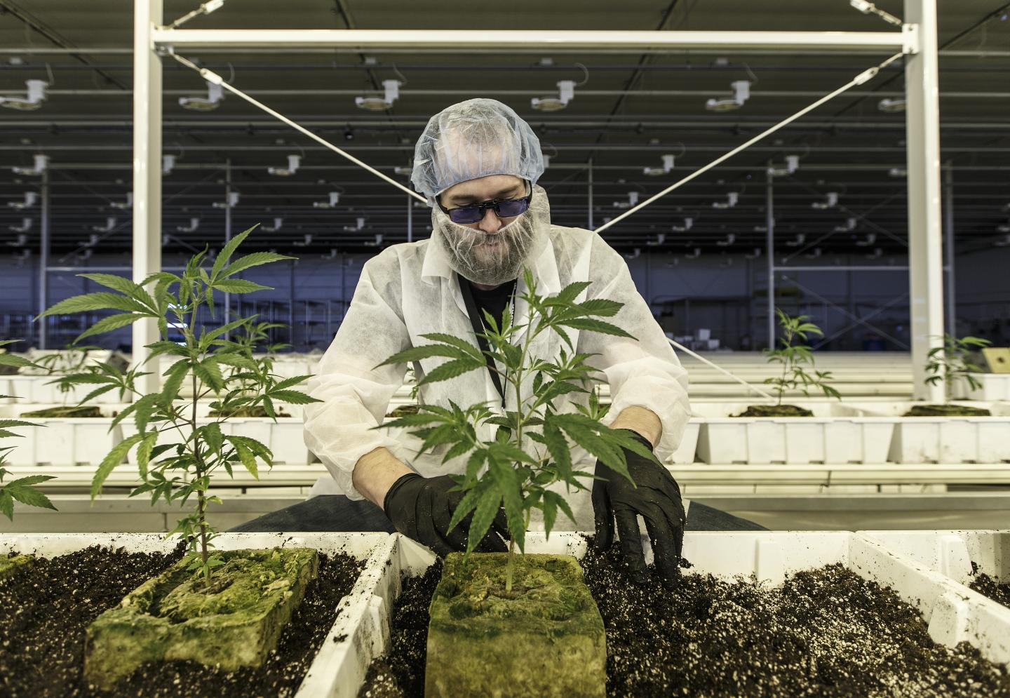 This major Canadian cannabis company is finally getting a foothold in the U.S.