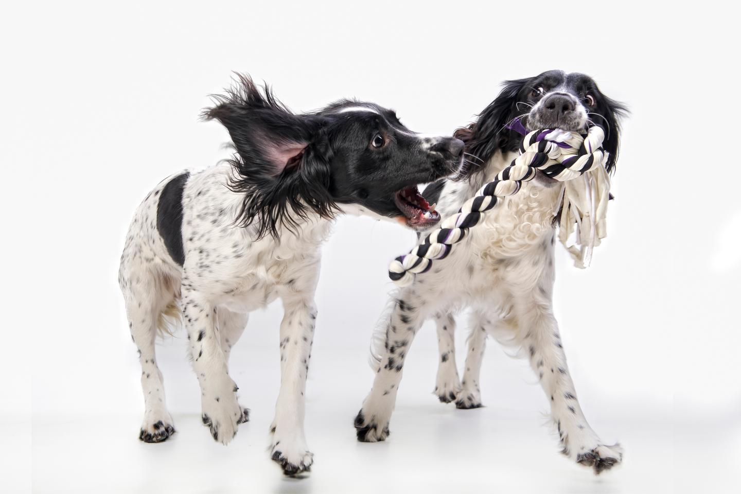 It’s a dogfight at America’s pet stores as COVID-19 upends the $96 billion industry