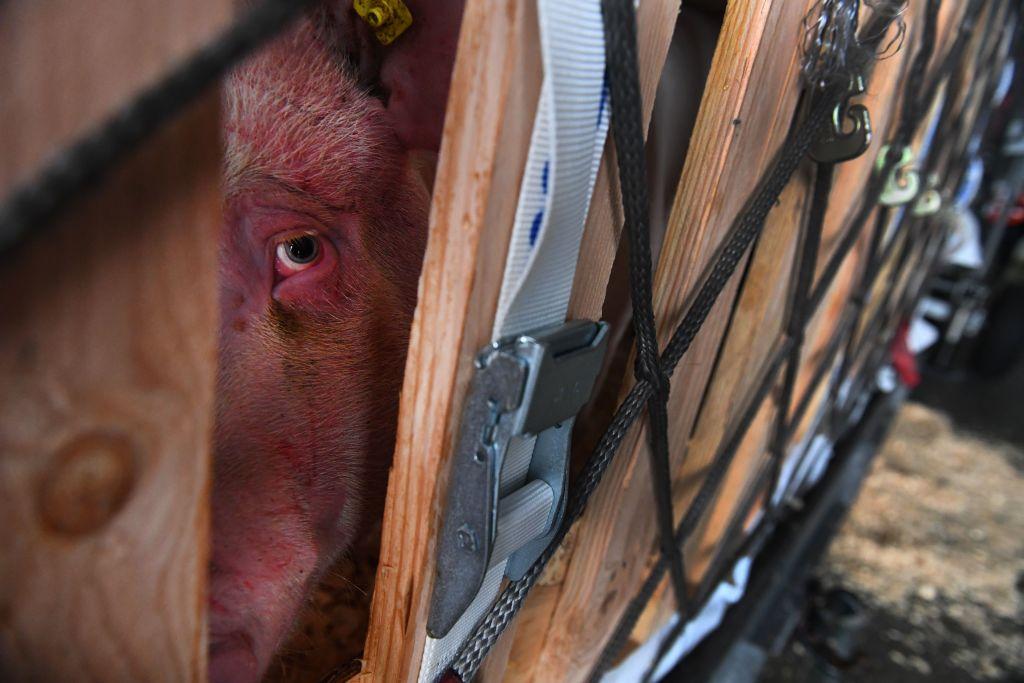 A new swine flu in China has ‘pandemic potential.’ 2 scientists explain why you shouldn’t panic