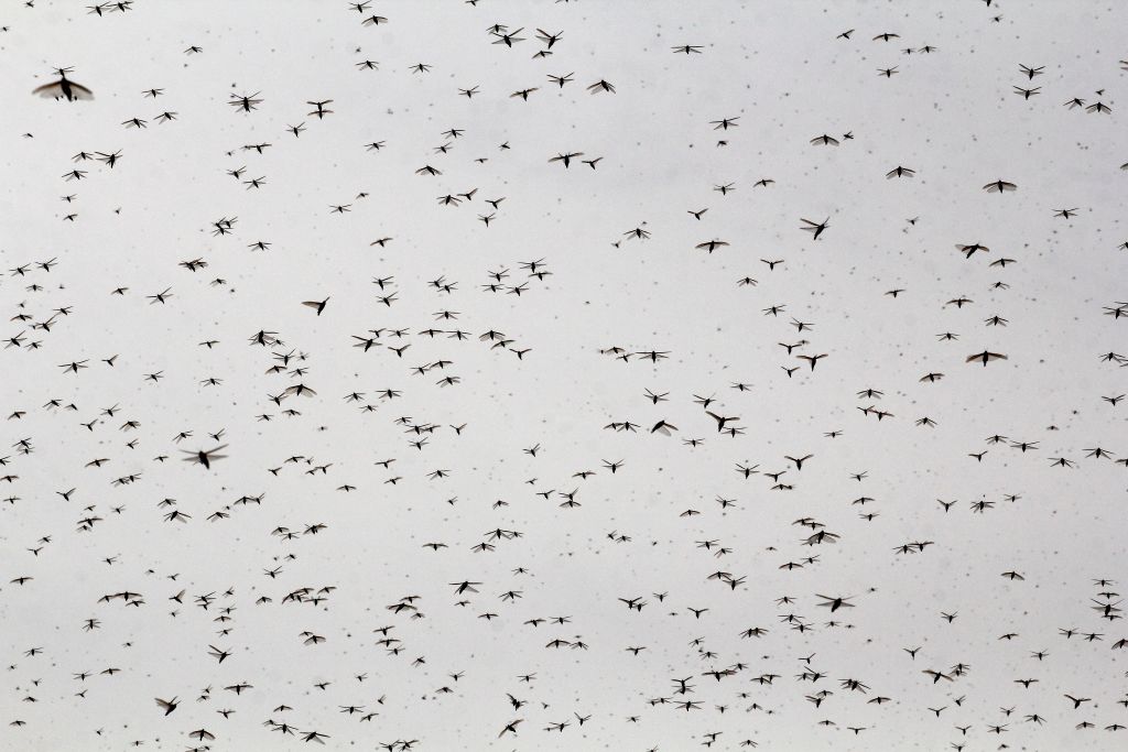 A swarm of locusts is seen at Ghurpur village on the outskirts of Allahabad on June 26, 2020. (Photo by SANJAY KANOJIA / AFP) (Photo by SANJAY KANOJIA/AFP via Getty Images)