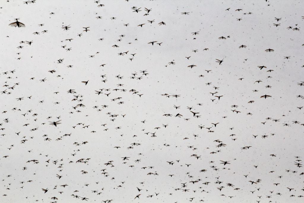 Swarms of locusts descend on India’s biggest sugarcane region