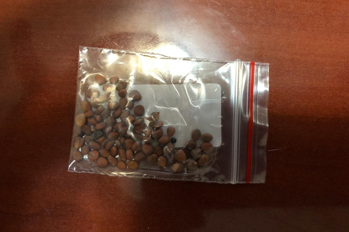 China Mystery Seeds-Brushing-USDA