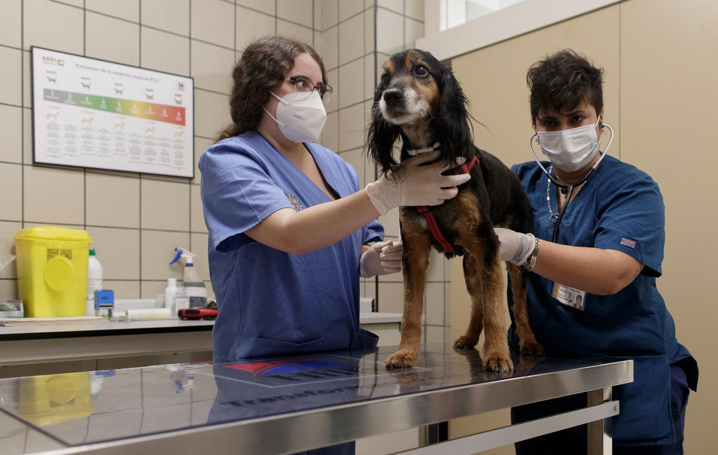 Veterinarians are turning to virtual visits to care for Fido