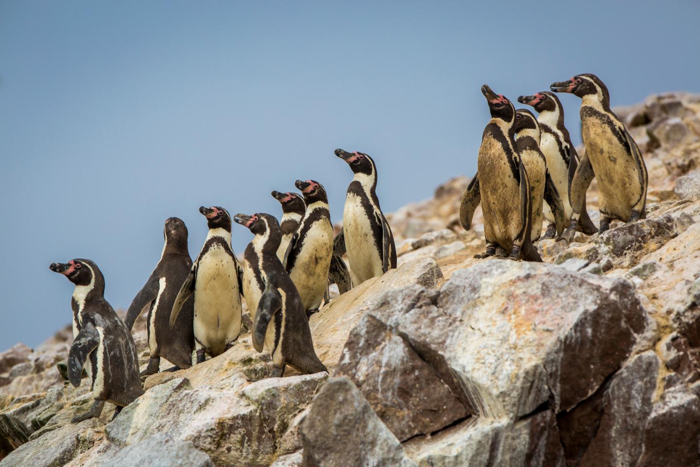 The mining industry in Peru is threatening one of the world’s great nature preserves