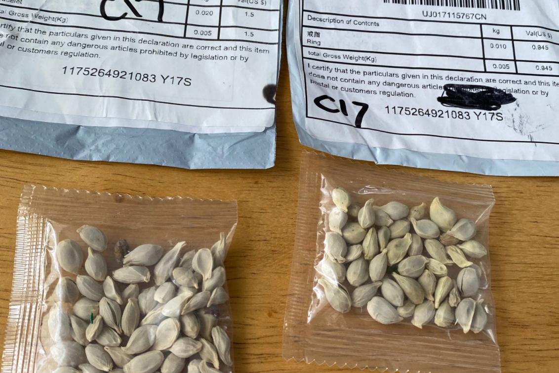 Mystery-china-seeds