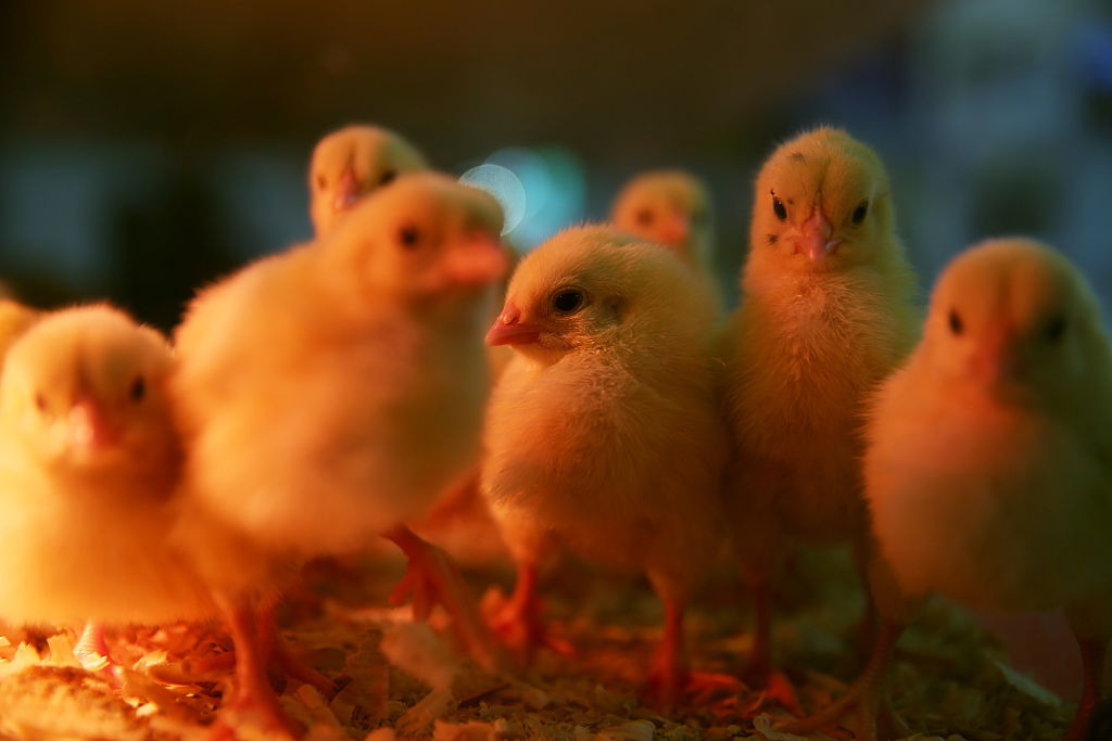 2016 Golden Autumn Russian agricultural exhibition