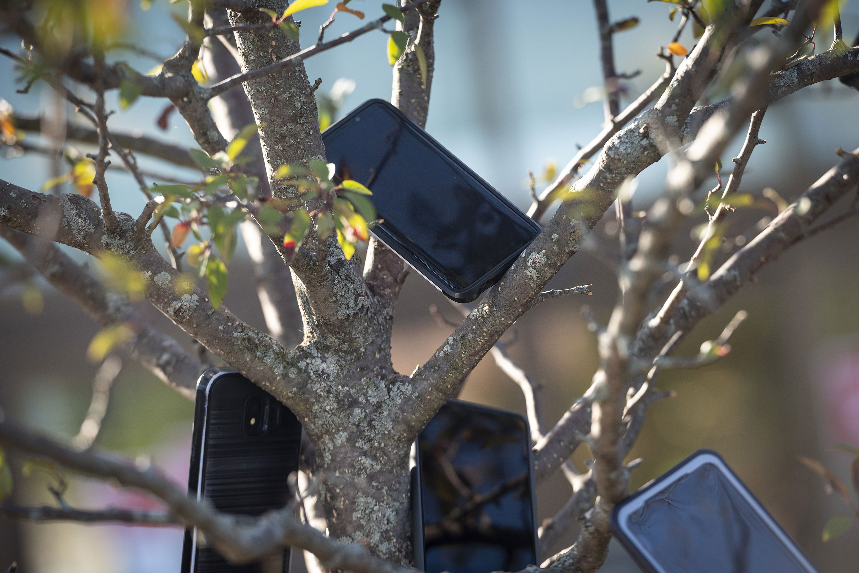 Mobile devices in a tree outside of a Whole Foods store in Evanston, Illinois, U.S., on Saturday, Aug. 29, 2020. A strange phenomenon has emerged near Amazon.com Inc. delivery stations and Whole Foods stores in the Chicago suburbs: smartphones dangling from trees. Contract delivery drivers are putting them there to get a jump on rivals seeking orders, according to people familiar with the matter. Photographer: Christopher Dilts/Bloomberg via Getty Images
