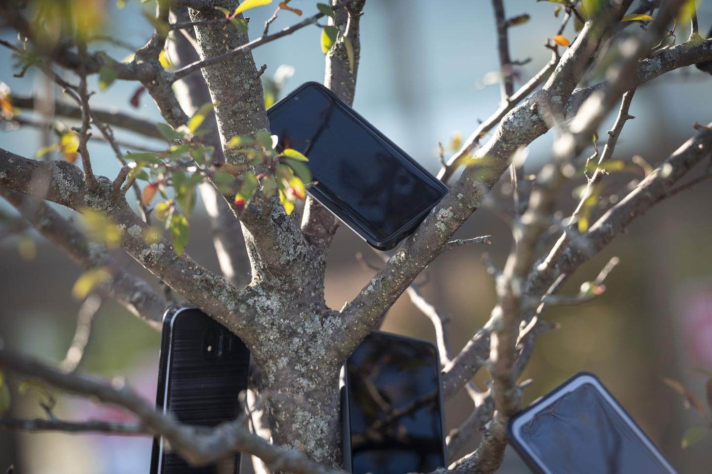 The bizarre reason Amazon drivers are hanging phones in trees near Whole Foods