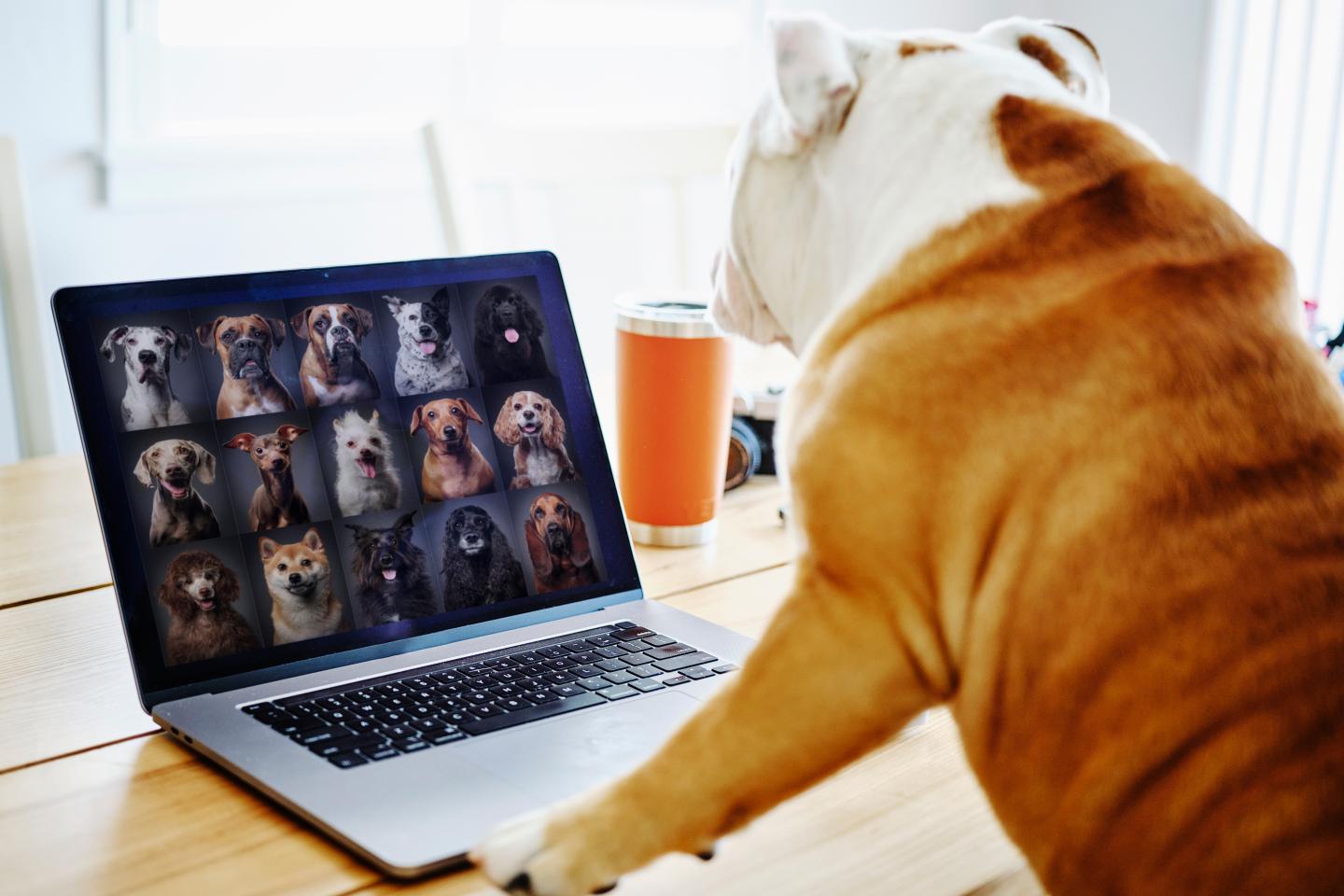 Brainstorm podcast on working from home