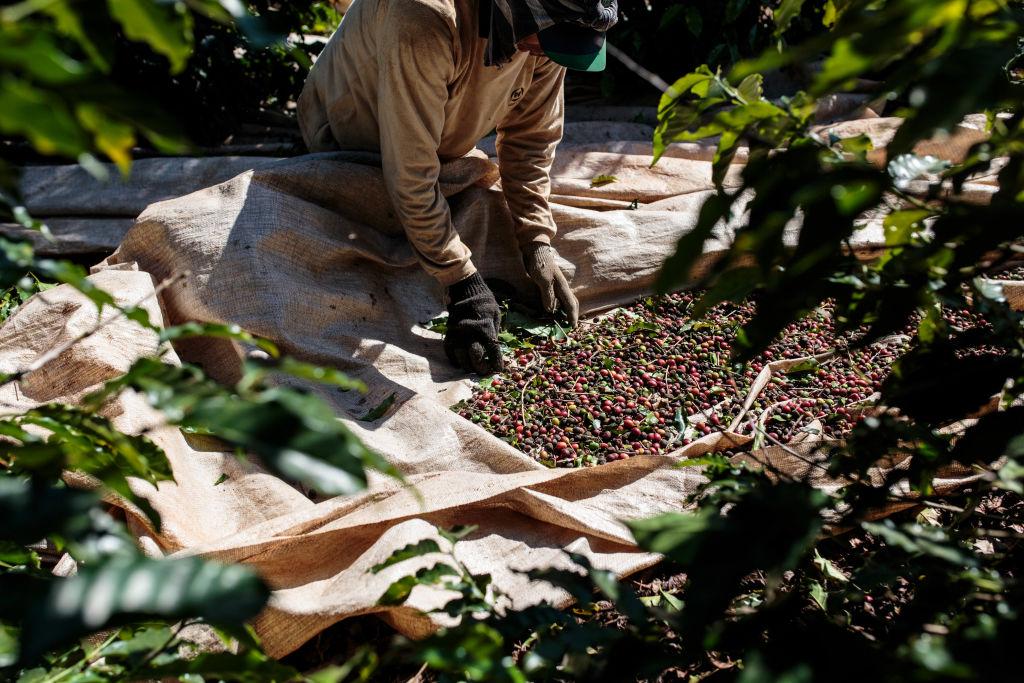 Coffee prices could surge soon as La Nina heat scorches world’s largest crop supply