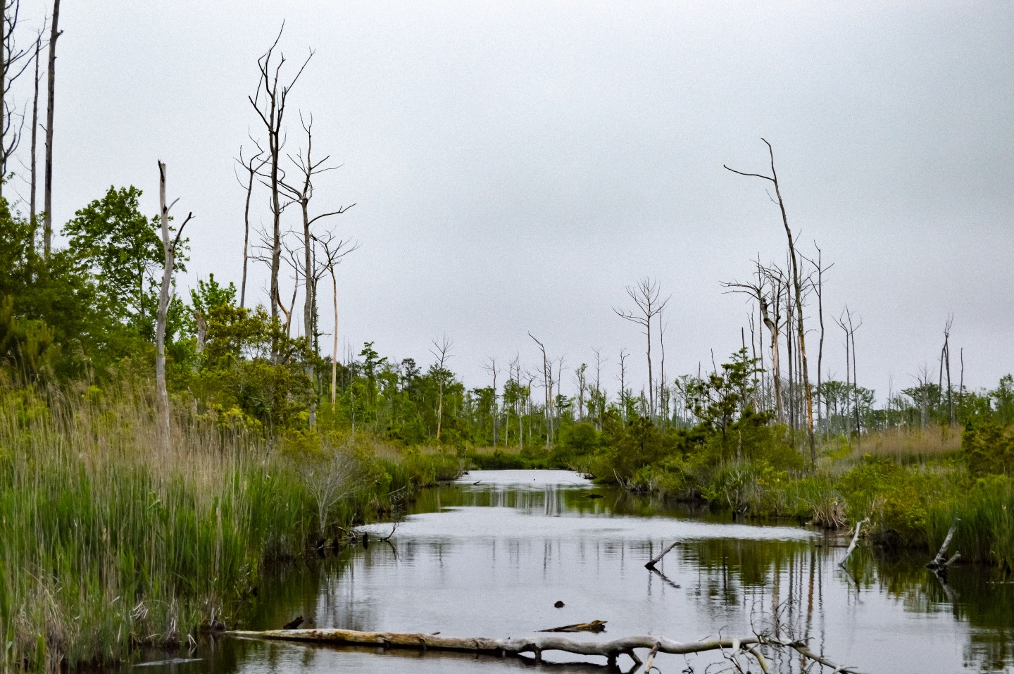 As seawater moves inland, ‘ghost forests’ are spreading. Why that’s so scary
