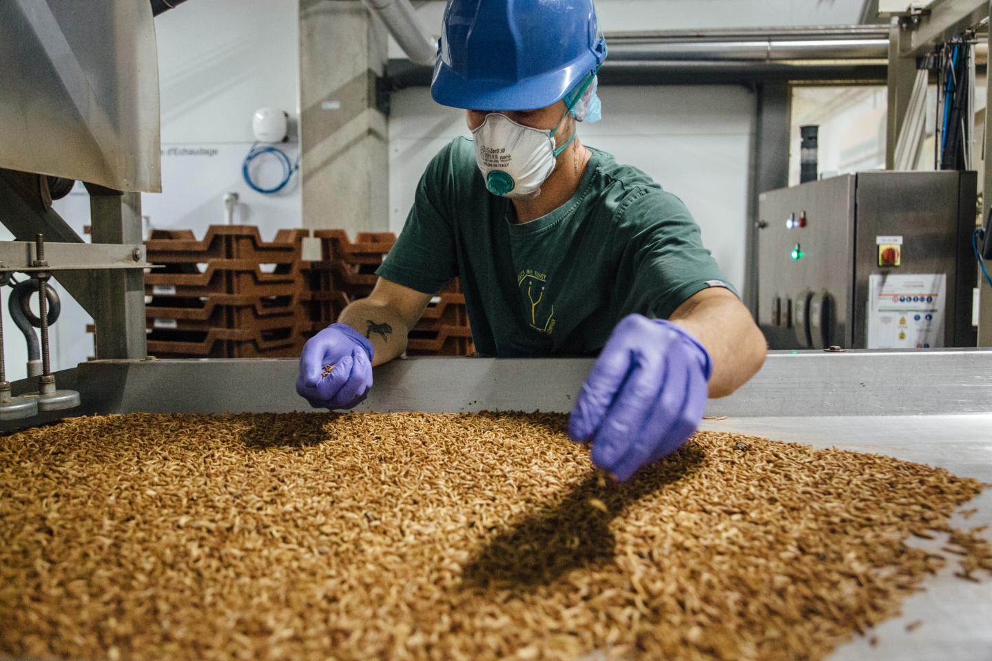 With backing from Hollywood, French startup Ÿnsect plans to bring edible insects to America