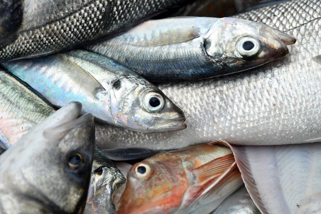 Close up photo of dead fish.