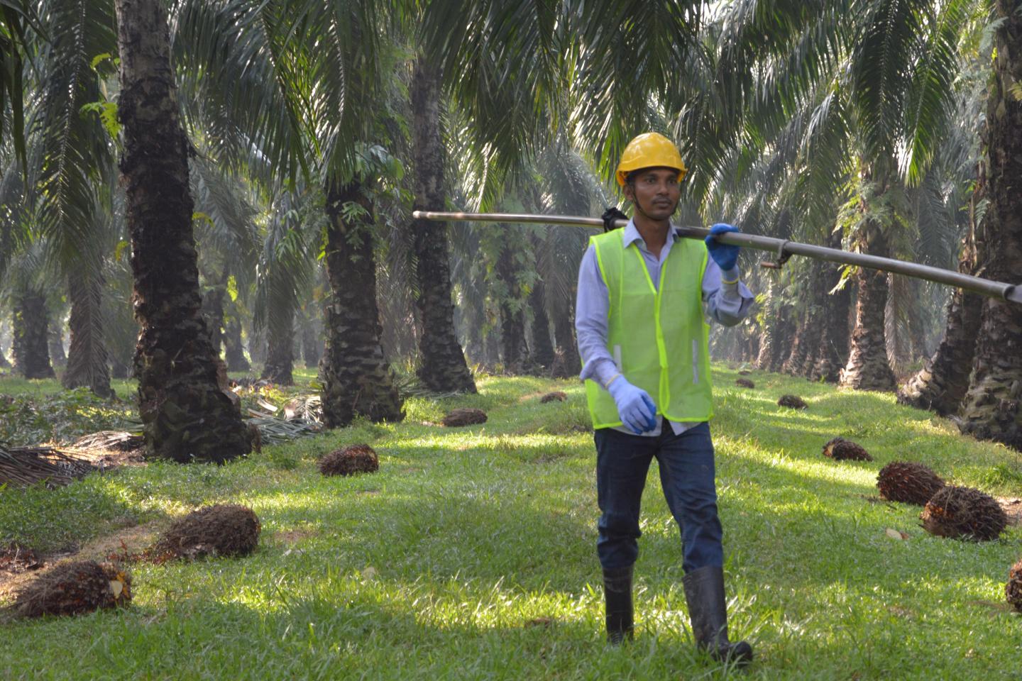 mars palm harvester