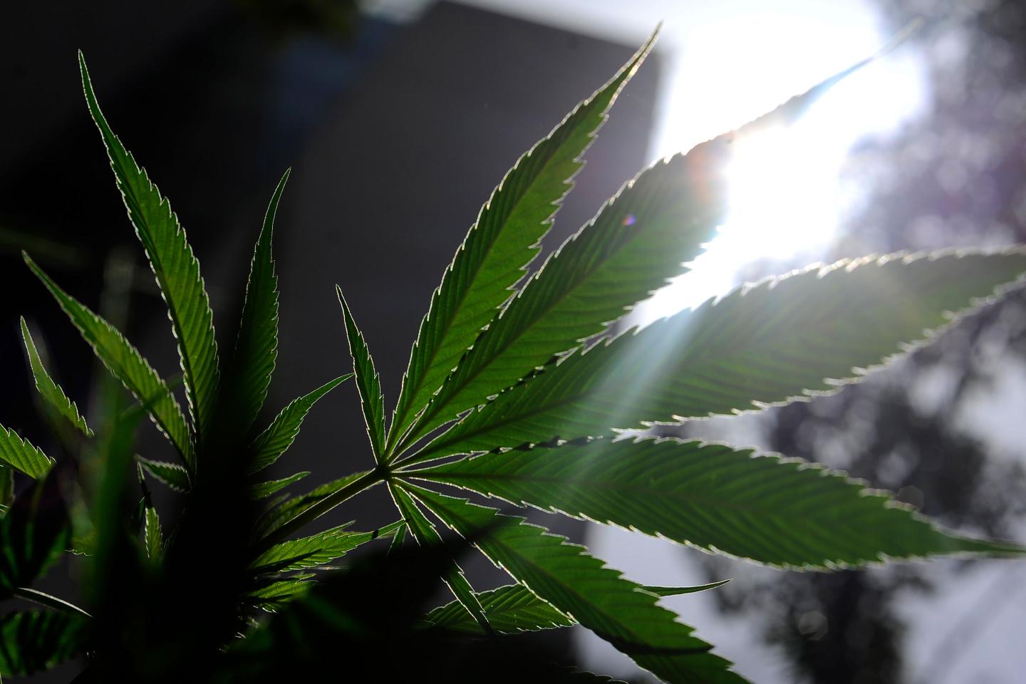 Cannabis legalization measures set to pass in 5 states