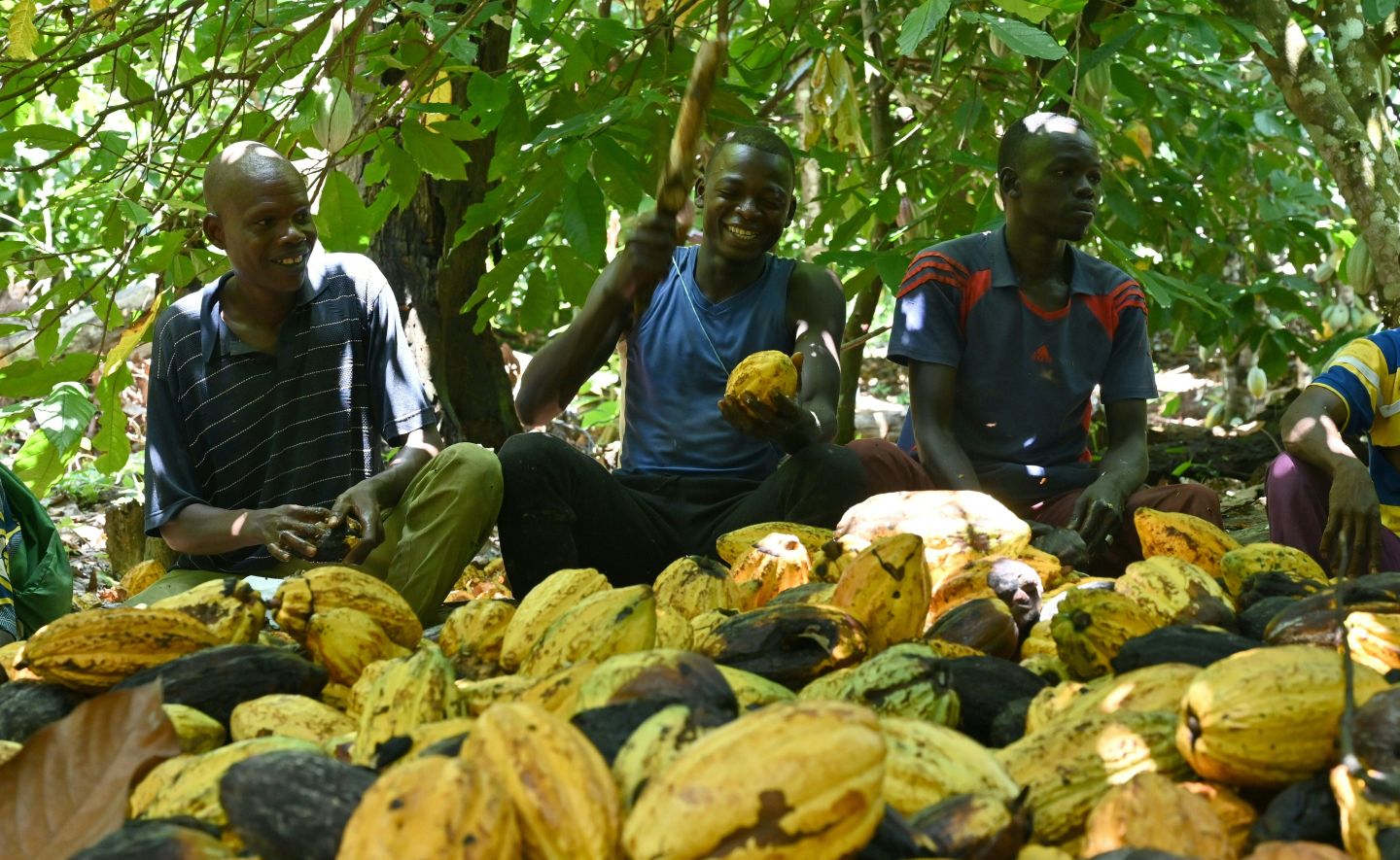 Cocoa farmers break cocoa pods at a plantation near Guiglo, Ivory Coast, in October. Child labor is widespread on cocoa farms in West Africa.