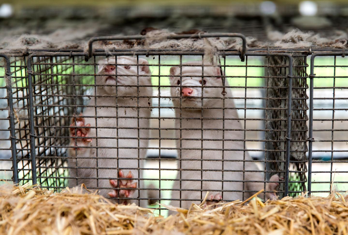Denmark’s mink-cull law is dead—but it’s still too late for the millions sent to slaughter