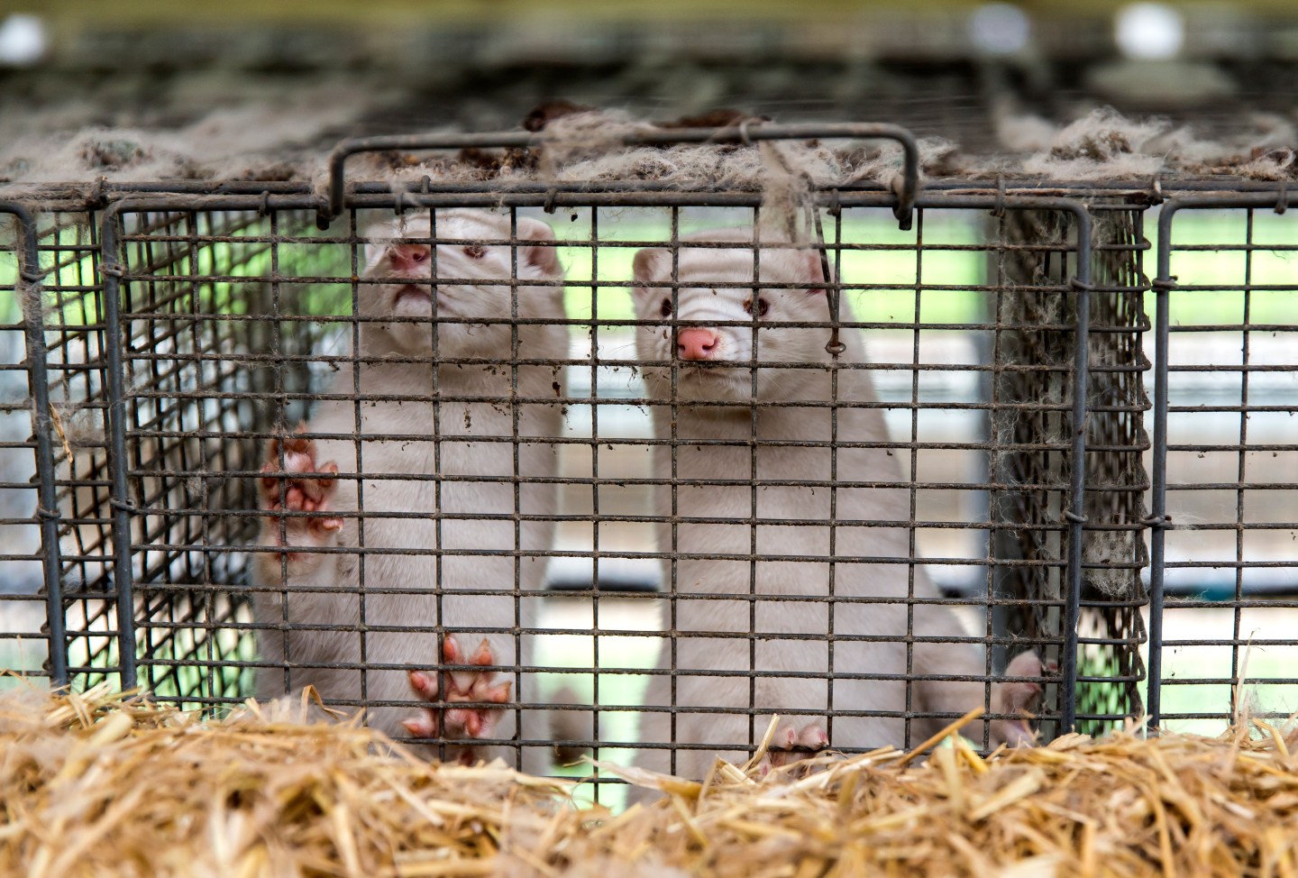 Denmark’s mink-cull law is dead—but it’s still too late for the millions sent to slaughter