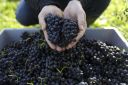 8 ways wine will change in 2021