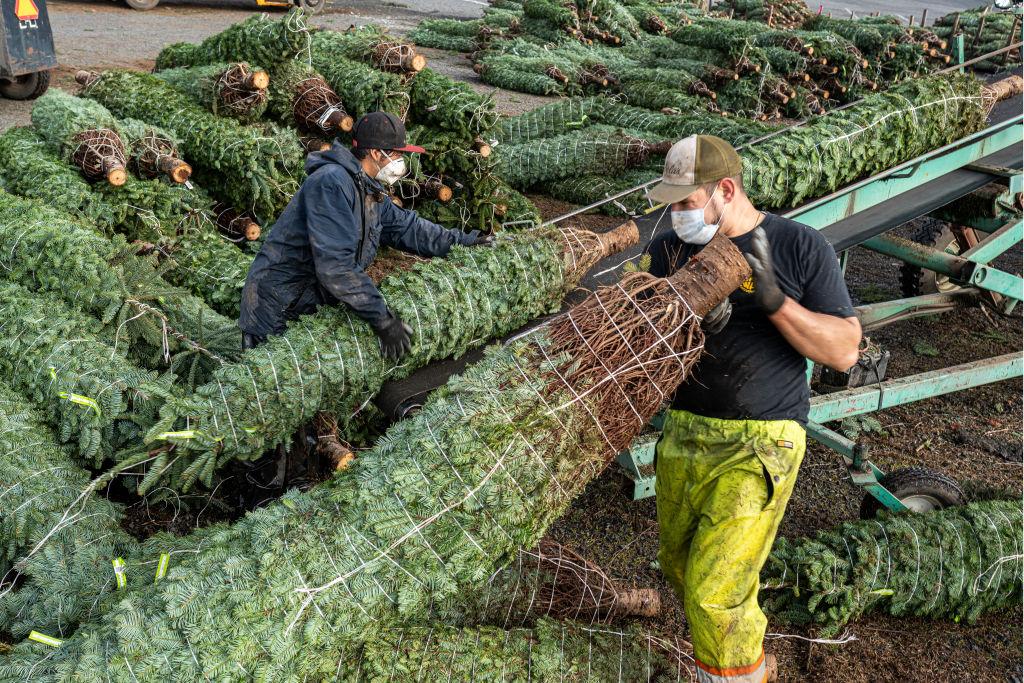 Christmas trees are getting more expensive as Americans remain homebound